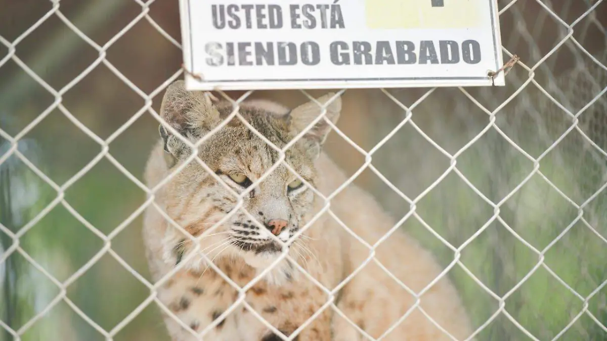 Jaguar, animales de zoológico (2)